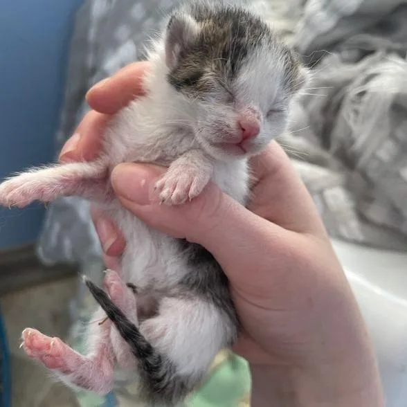 A baby small-sized female Brown / Chocolate Domestic Short Hair cat named Rockette for adoption in San Pablo, CA