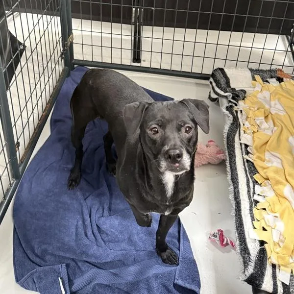 An adult medium-sized female Chihuahua dog named Yule for adoption in San Diego, CA