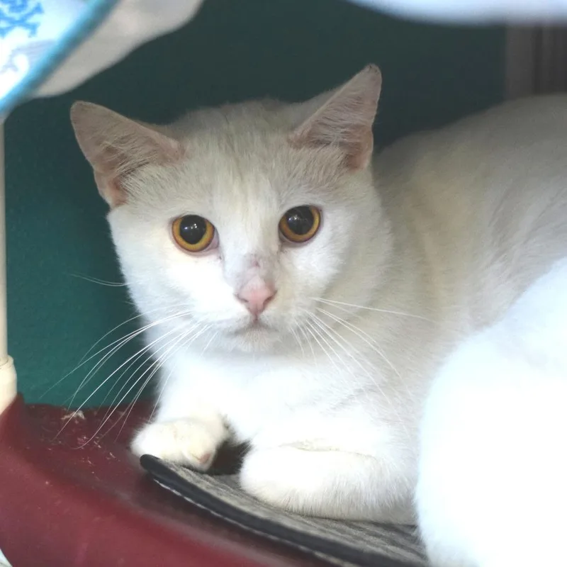 An adult large-sized male White Domestic Short Hair cat named Avalanche for adoption in Belleville, IL