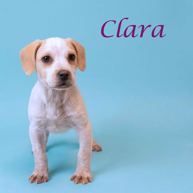 Clara D thumbnail 3