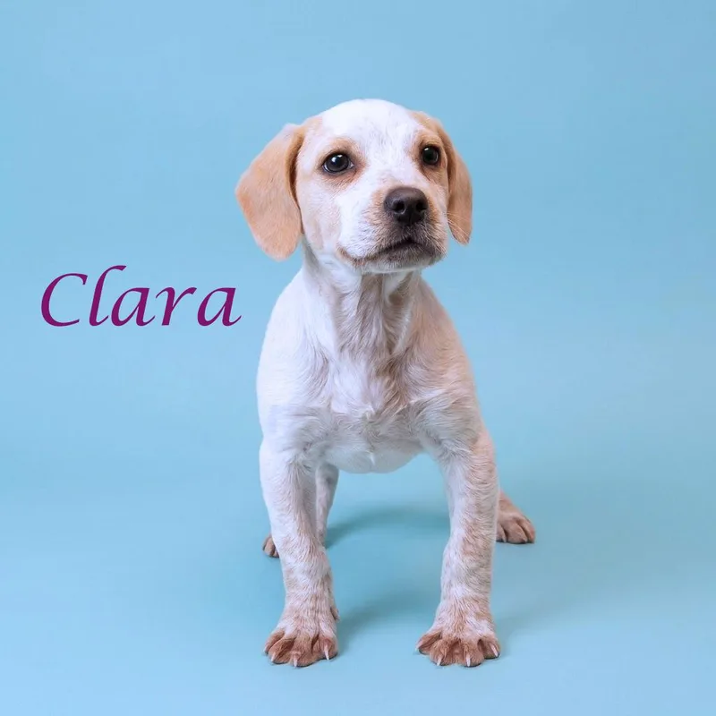 Clara D thumbnail 4