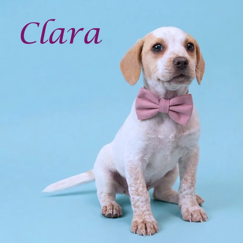 Clara D thumbnail 6