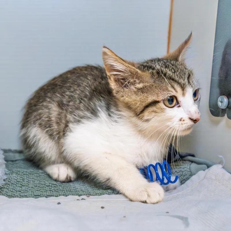 A baby small-sized female Brown / Chocolate Domestic Short Hair cat named Pompom for adoption in South Elgin, IL