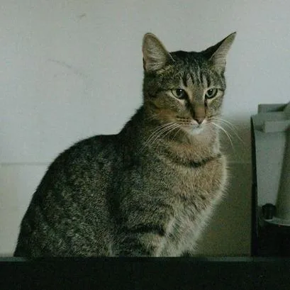An adult medium-sized female Brown / Chocolate Domestic Short Hair cat named Janis Joplin for adoption in Sarasota, FL