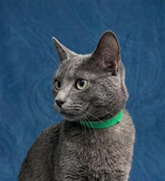 A young small-sized male Domestic Short Hair cat named Red Flag for adoption in Peoria, IL