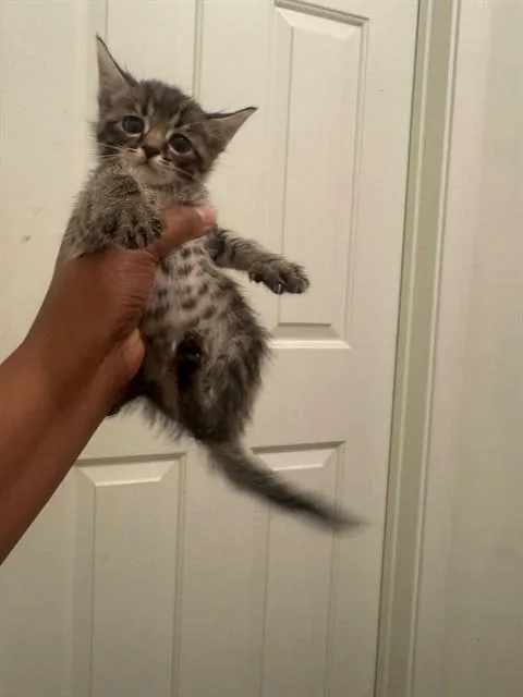 A baby small-sized male Domestic Short Hair cat named Tiger for adoption in Omaha, NE