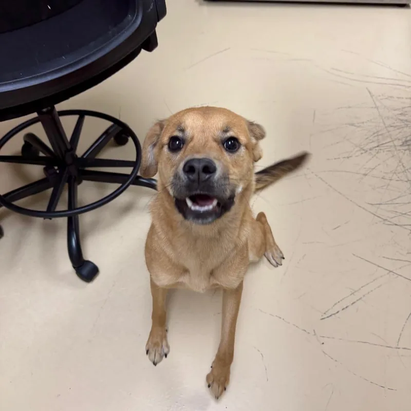A young medium-sized female Mixed Breed dog named Honda for adoption in Winston-Salem, NC