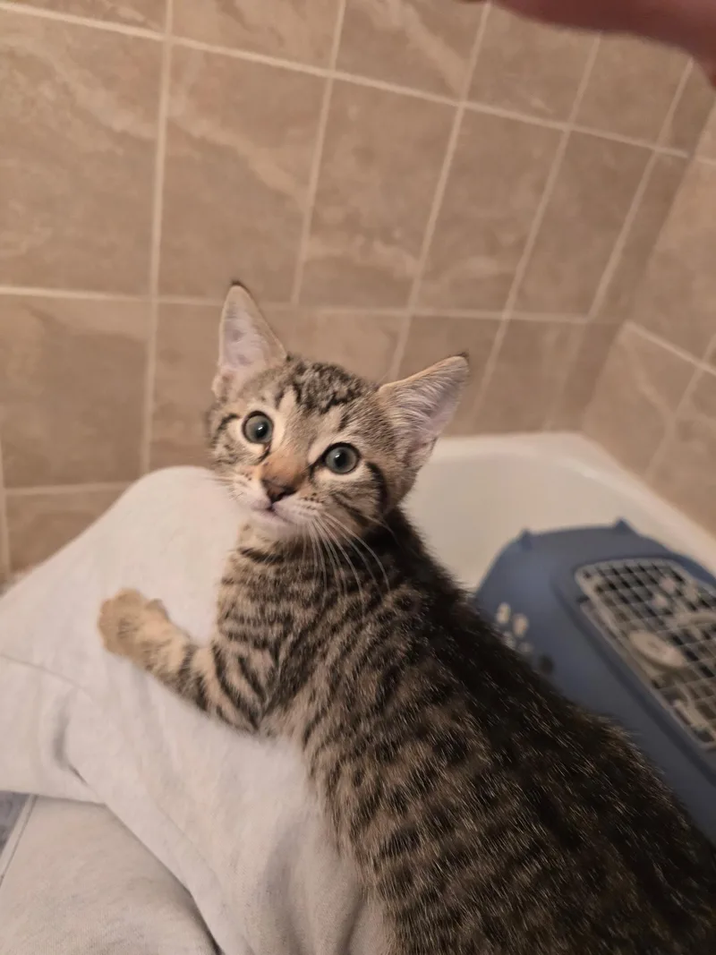 A baby small-sized female Domestic Short Hair cat named Clover for adoption in Delray Beach, FL