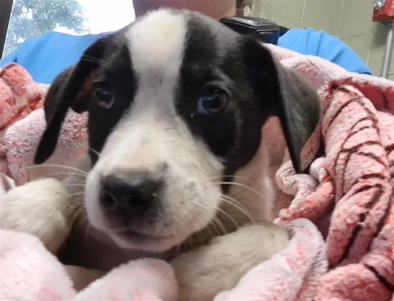 A baby small-sized female Pit Bull Terrier dog named Rye for adoption in Tulsa, OK