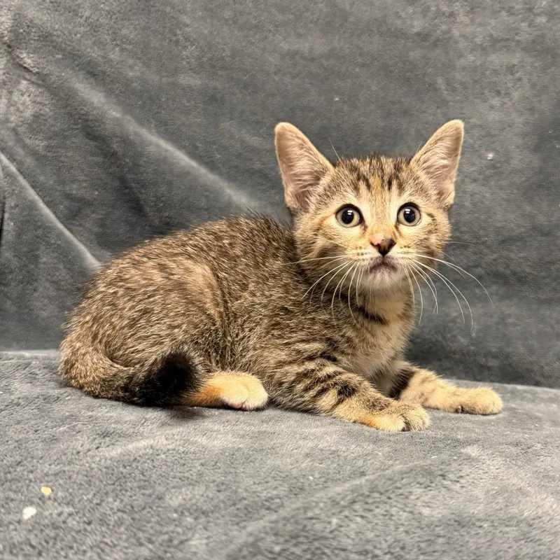 A baby medium-sized female Domestic Short Hair cat named Clara for adoption in Brenham, TX