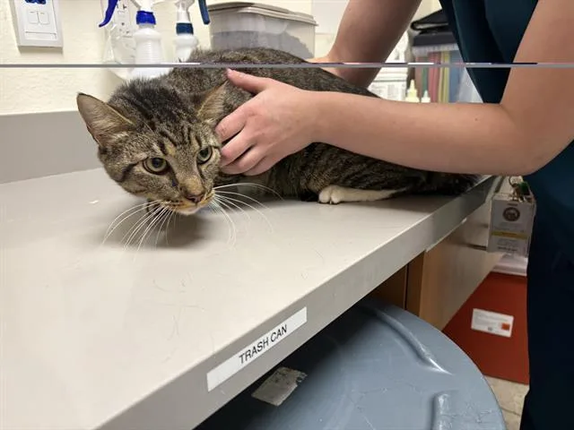 An adult large-sized male Domestic Short Hair cat named A for adoption in Auburn, CA