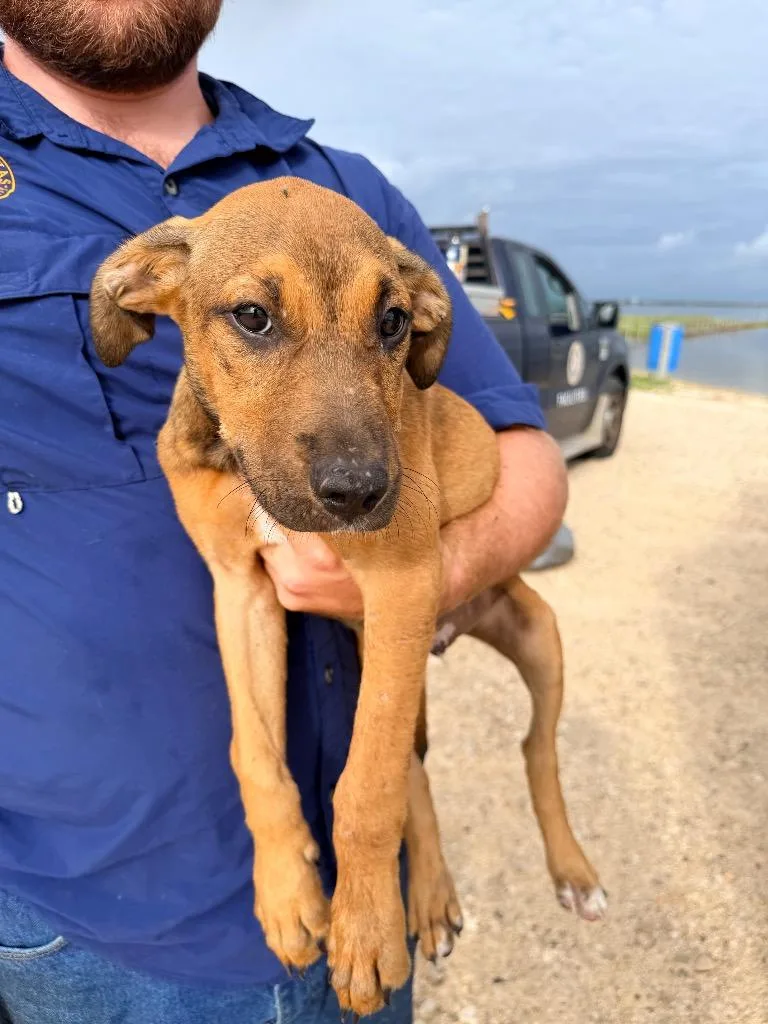 A baby medium-sized male Doberman Pinscher dog named Dragon Fly for adoption in Rockport, TX