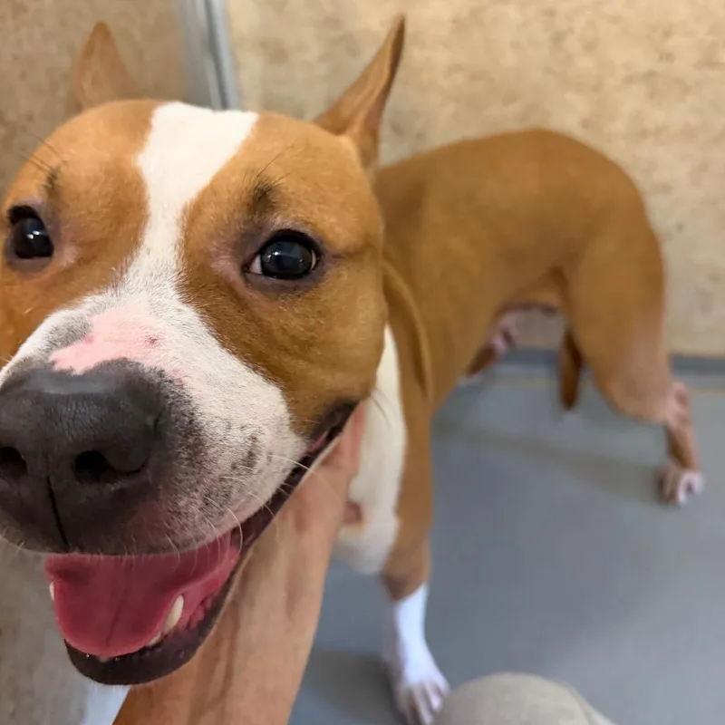An adult medium-sized male Brown / Chocolate Pit Bull Terrier dog named Rome for adoption in Pennsville, NJ