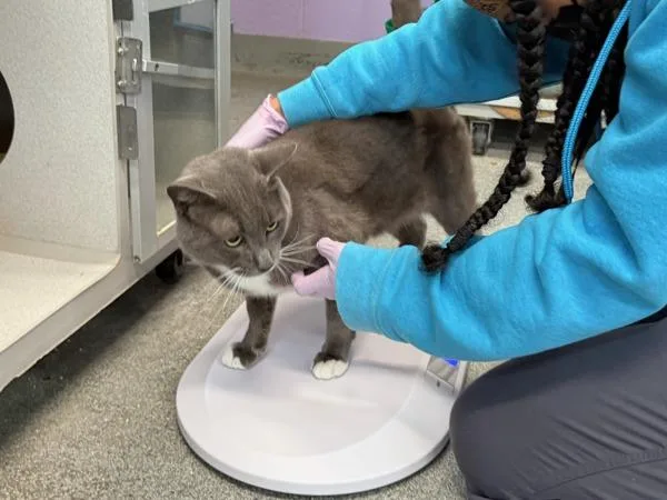 An adult large-sized male Domestic Short Hair cat named Elvis Purrsley for adoption in New York, NY