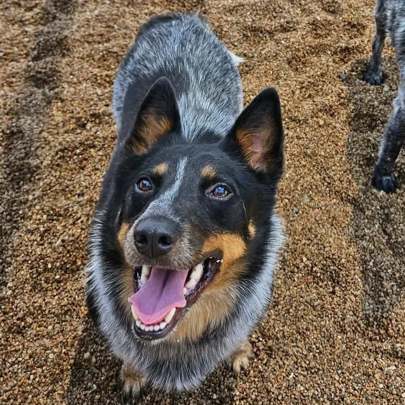 An adult medium-sized female Gray / Blue / Silver Australian Cattle Dog / Blue Heeler dog named Moon for adoption in Sand Springs, OK