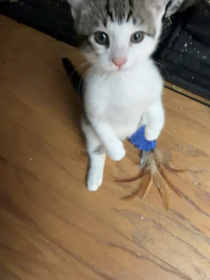 A baby small-sized male White Domestic Short Hair cat named Pagliacci for adoption in Weehawken, NJ