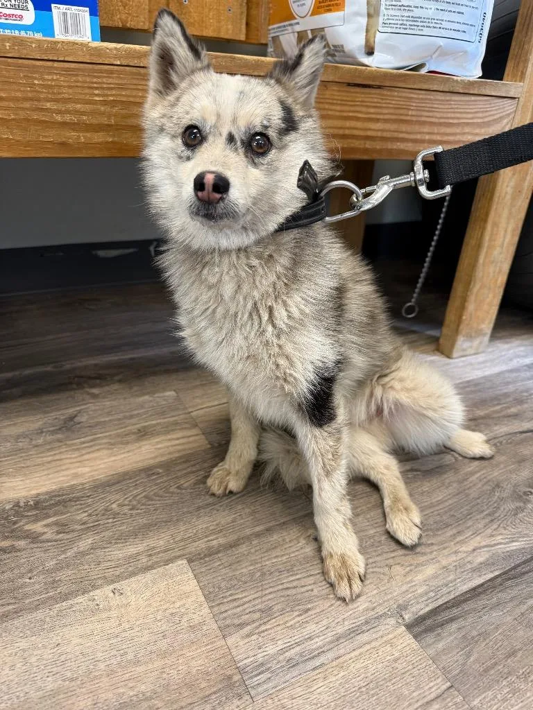 A young small-sized male Pomeranian dog named Spot for adoption in Lagrange, IN