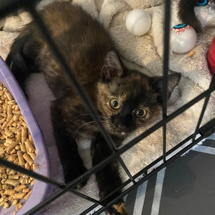 A baby small-sized female Black Domestic Short Hair cat named Autumn for adoption in Ponte Vedra, FL