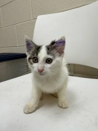 A baby small-sized female Domestic Short Hair cat named Bagel for adoption in Westland, MI