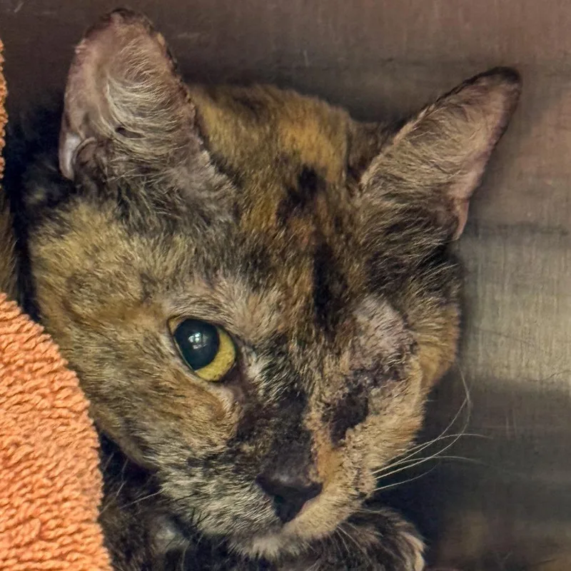 A young medium-sized female Tortoiseshell Domestic Short Hair cat named Nabisco for adoption in Kennebunk, ME