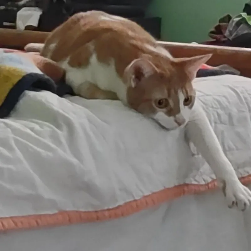 Slytherin thumbnail 2