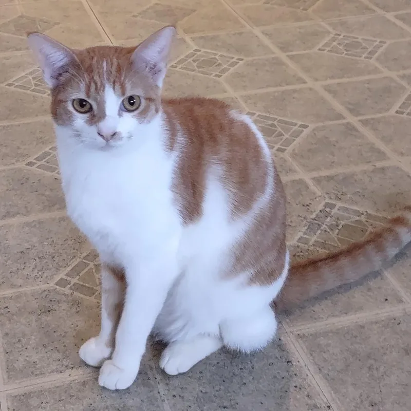 Slytherin thumbnail 4