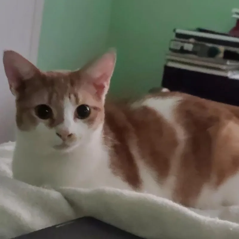 Slytherin thumbnail 5