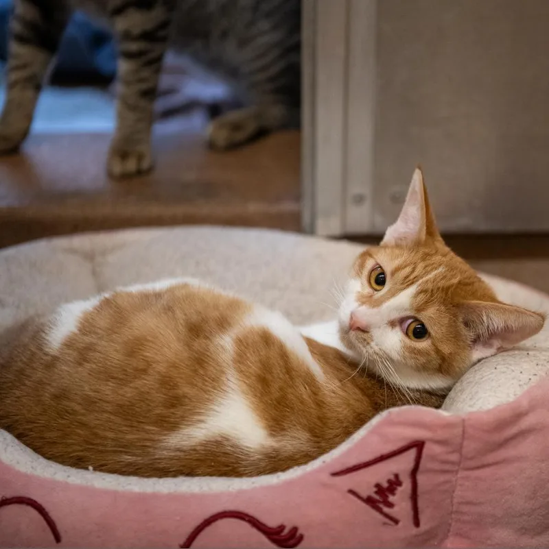 Slytherin thumbnail 6