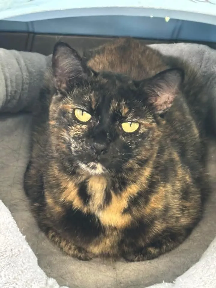 A young small-sized female Domestic Short Hair cat named Ariel for adoption in Coatesville, PA