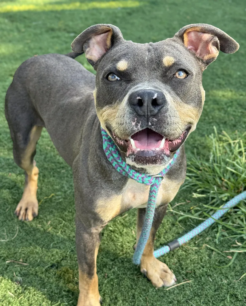 An adult medium-sized female Pit Bull Terrier dog named Carmen for adoption in Anderson, IN