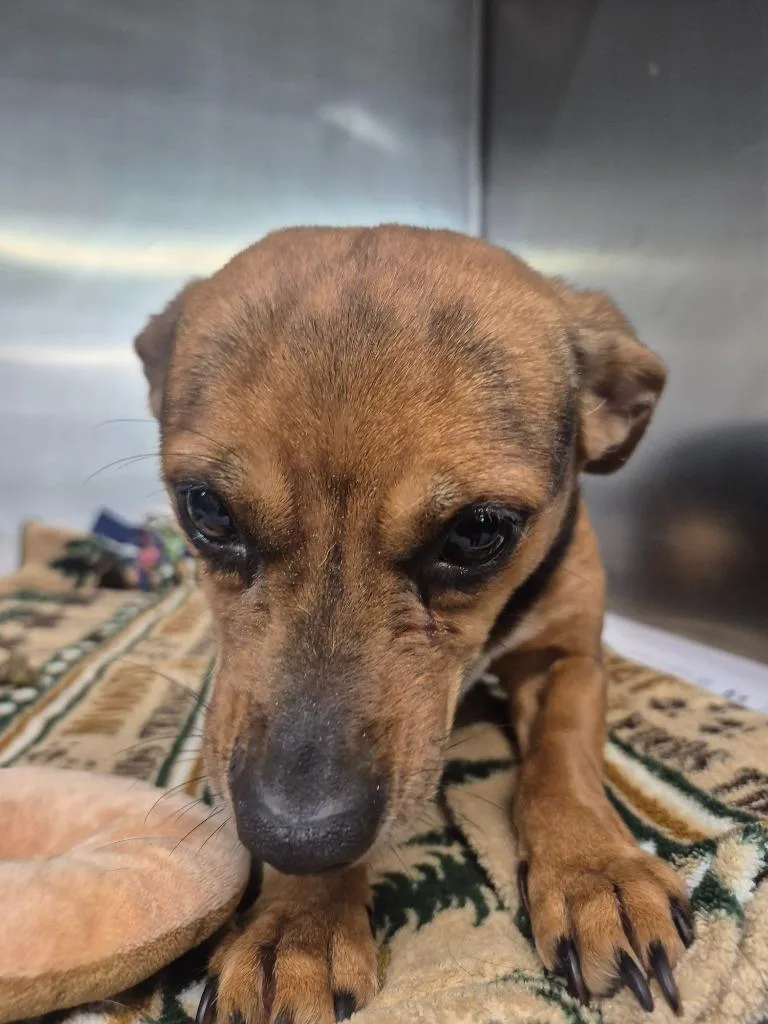 An adult medium-sized female Miniature Pinscher dog named Lola for adoption in Findlay, OH