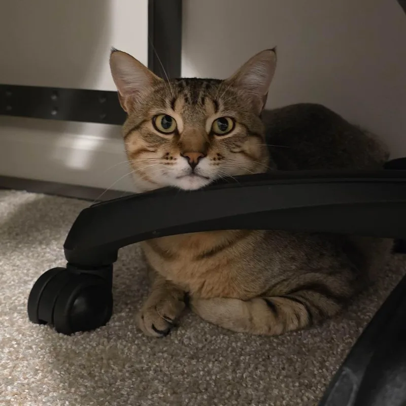 A young extra large-sized male Brown / Chocolate Domestic Short Hair cat named Fry for adoption in Inver Grove Heights, MN