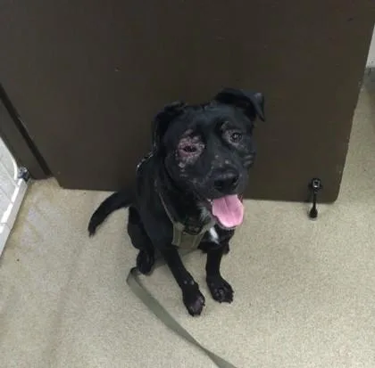 A young medium-sized male Labrador Retriever dog named Ollie for adoption in Palm Coast, FL