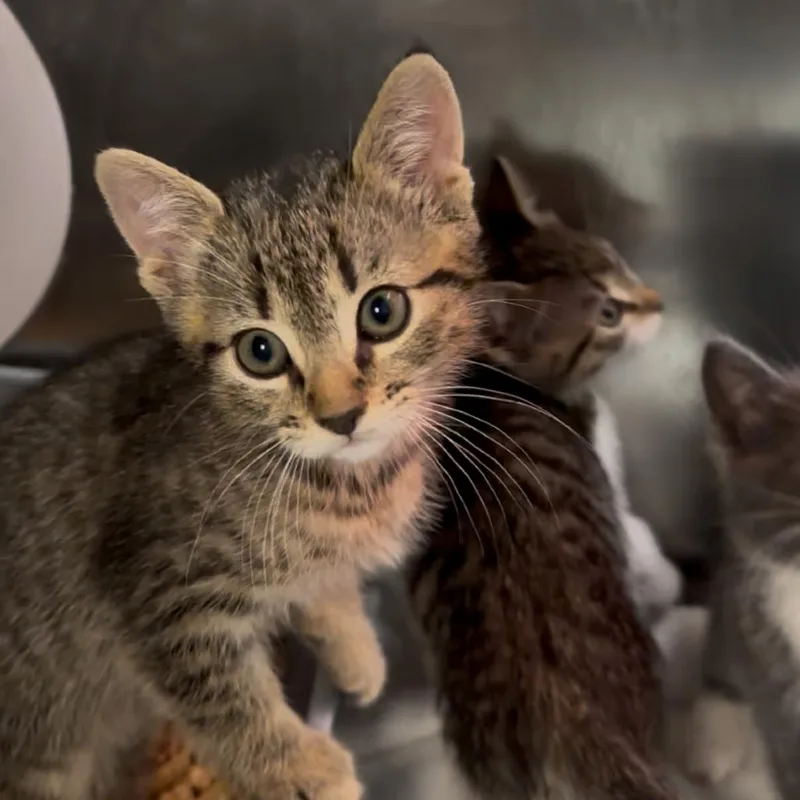 A baby small-sized male Brown / Chocolate Domestic Short Hair cat named Twig for adoption in Los Angeles, CA