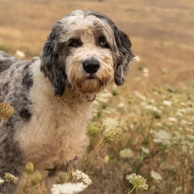 An adult medium-sized male White / Cream Old English Sheepdog dog named Kelso for adoption in Salem, OR
