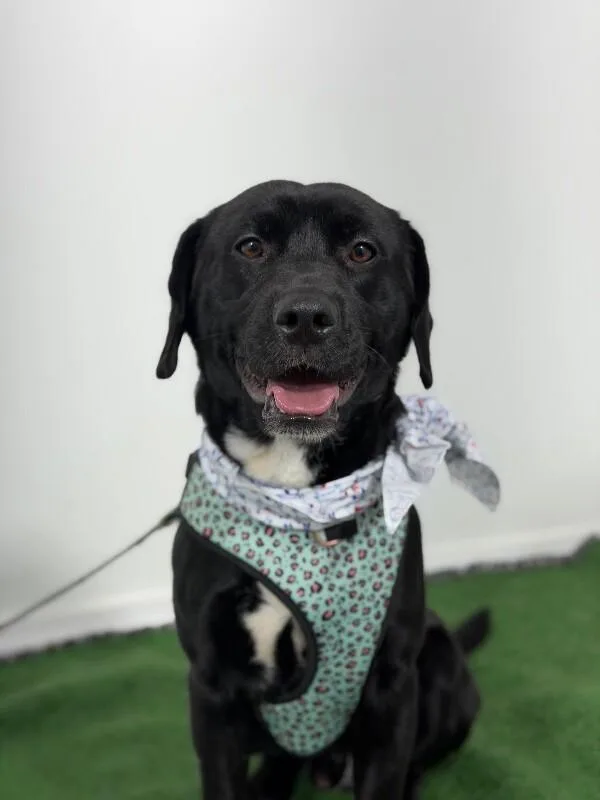 A young medium-sized male Black Labrador Retriever dog named Pepe for adoption in Carlsbad, CA