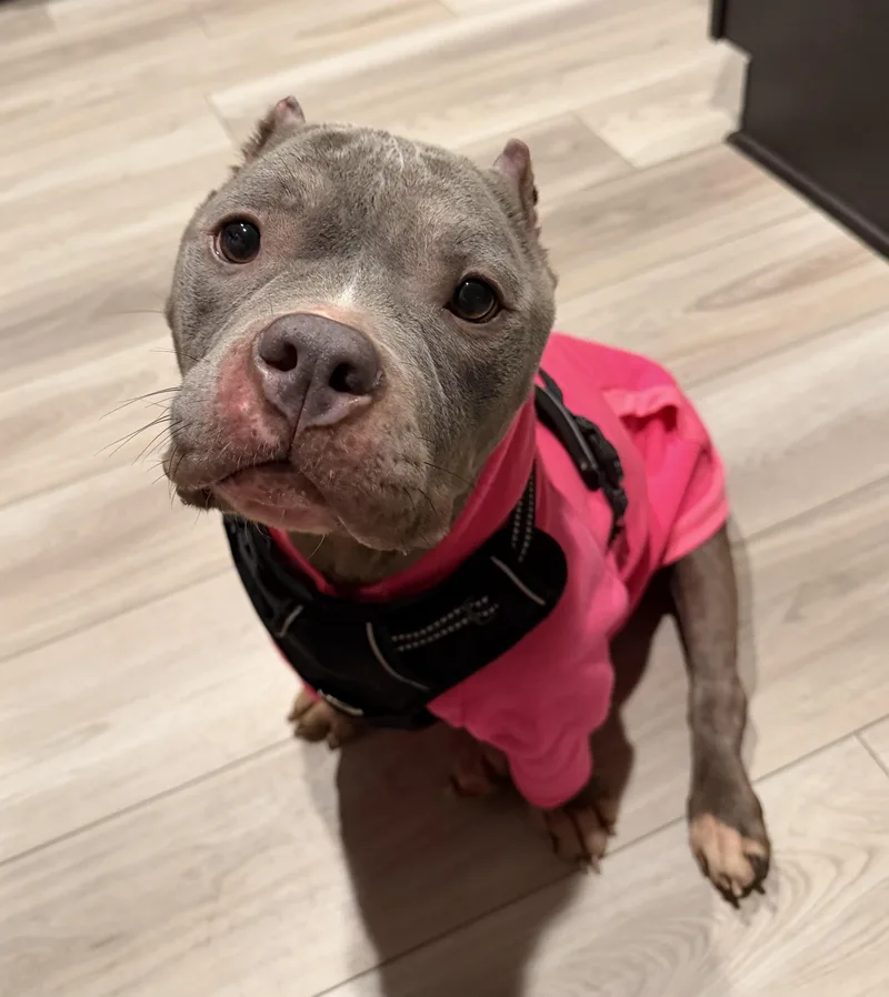 An adult medium-sized female Gray / Blue / Silver Pit Bull Terrier dog named Honey for adoption in Bryan, TX