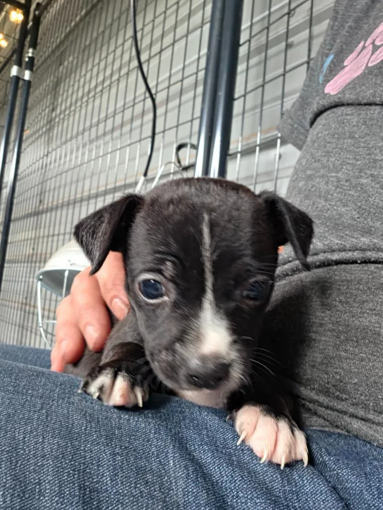A baby small-sized male Chihuahua dog named Papita for adoption in Waynesville, GA