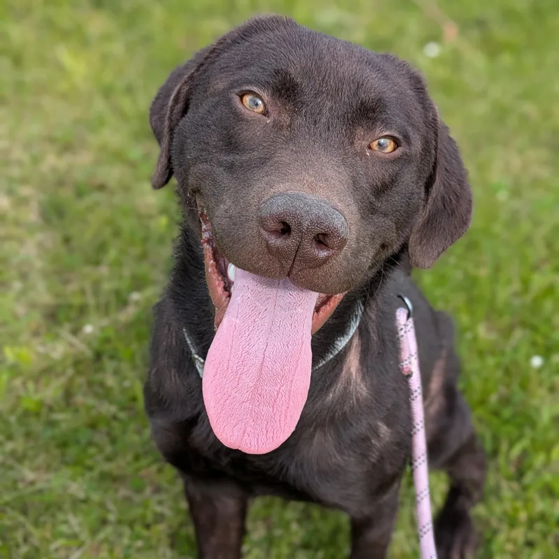 An adult medium-sized male Brown / Chocolate Labrador Retriever dog named Trooper for adoption in Syracuse, NY