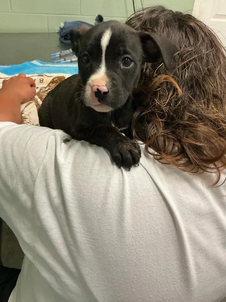 A baby small-sized male Mixed Breed dog named Hogan for adoption in Dyersburg, TN