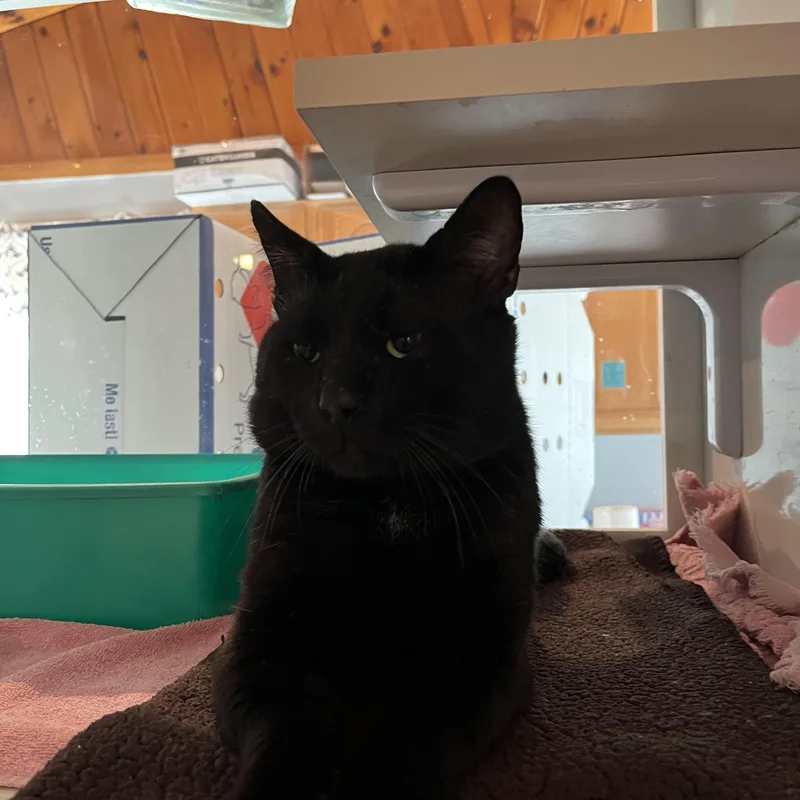 An adult medium-sized male Black Domestic Short Hair cat named Bob for adoption in Salisbury, MA