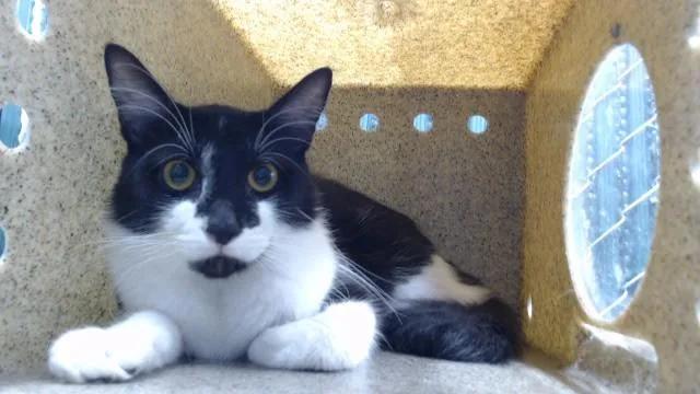 A young medium-sized male Domestic Medium Hair cat named Batman for adoption in Downey, CA