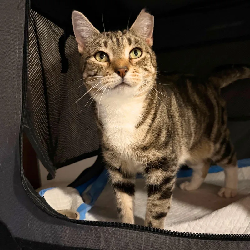 An adult medium-sized female Domestic Short Hair cat named Hinsdale for adoption in Brooklyn, NY