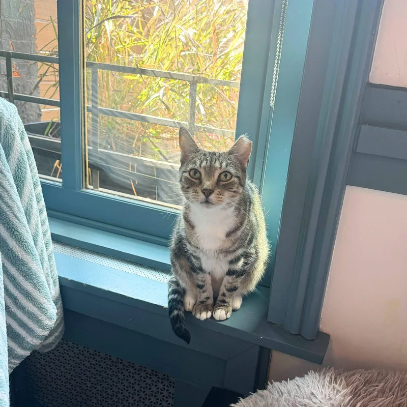 Hinsdale thumbnail 2