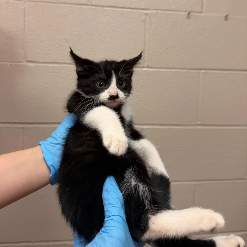 A baby small-sized male Black American Shorthair cat named Reinhard for adoption in Birmingham, AL