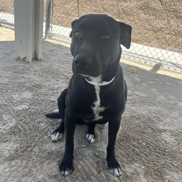 A young medium-sized female Pit Bull Terrier dog named Bloom for adoption in Thousand Palms, CA