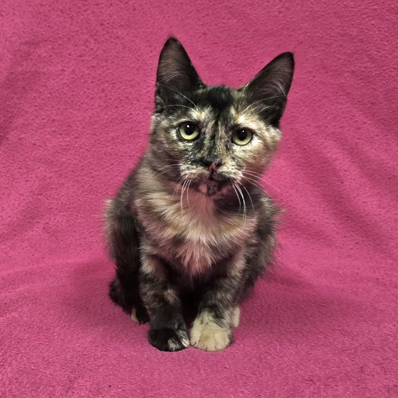 A baby medium-sized female Tortoiseshell cat named Happy Meal for adoption in Frankfort, IN