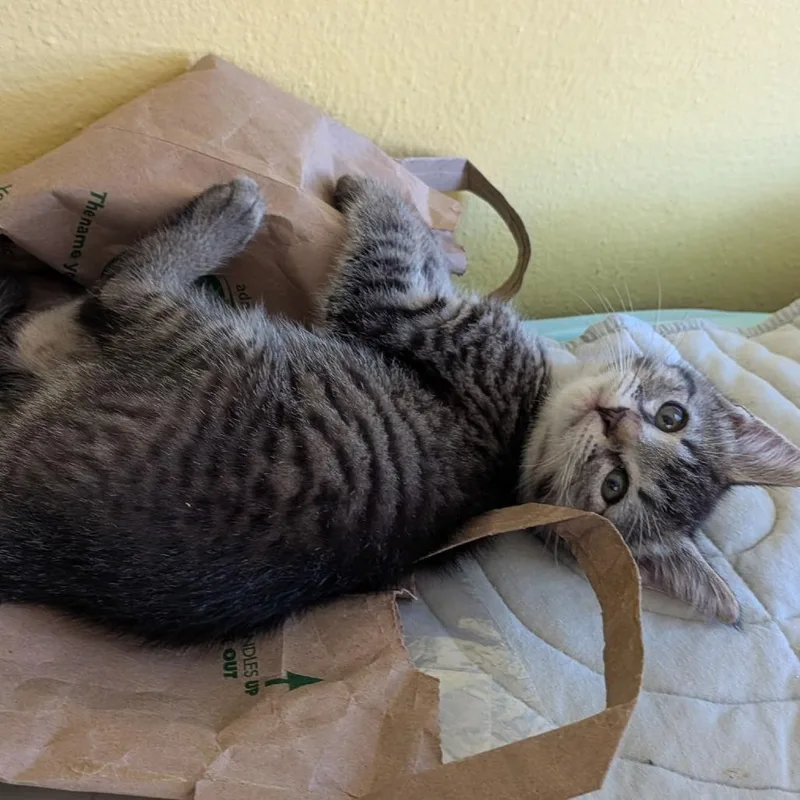 A baby small-sized female Brown / Chocolate Domestic Short Hair cat named Cookie for adoption in Cathlamet, WA