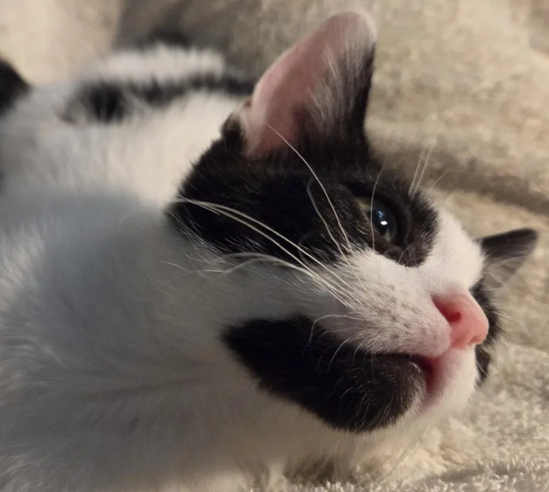 A baby medium-sized female Black & White / Tuxedo Domestic Short Hair cat named SophiaH for adoption in North Highlands, CA