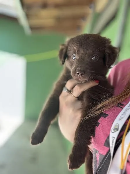 A baby medium-sized female Tricolor (Brown, Black, & White) Labrador Retriever dog named Bucket for adoption in Elmsford, NY